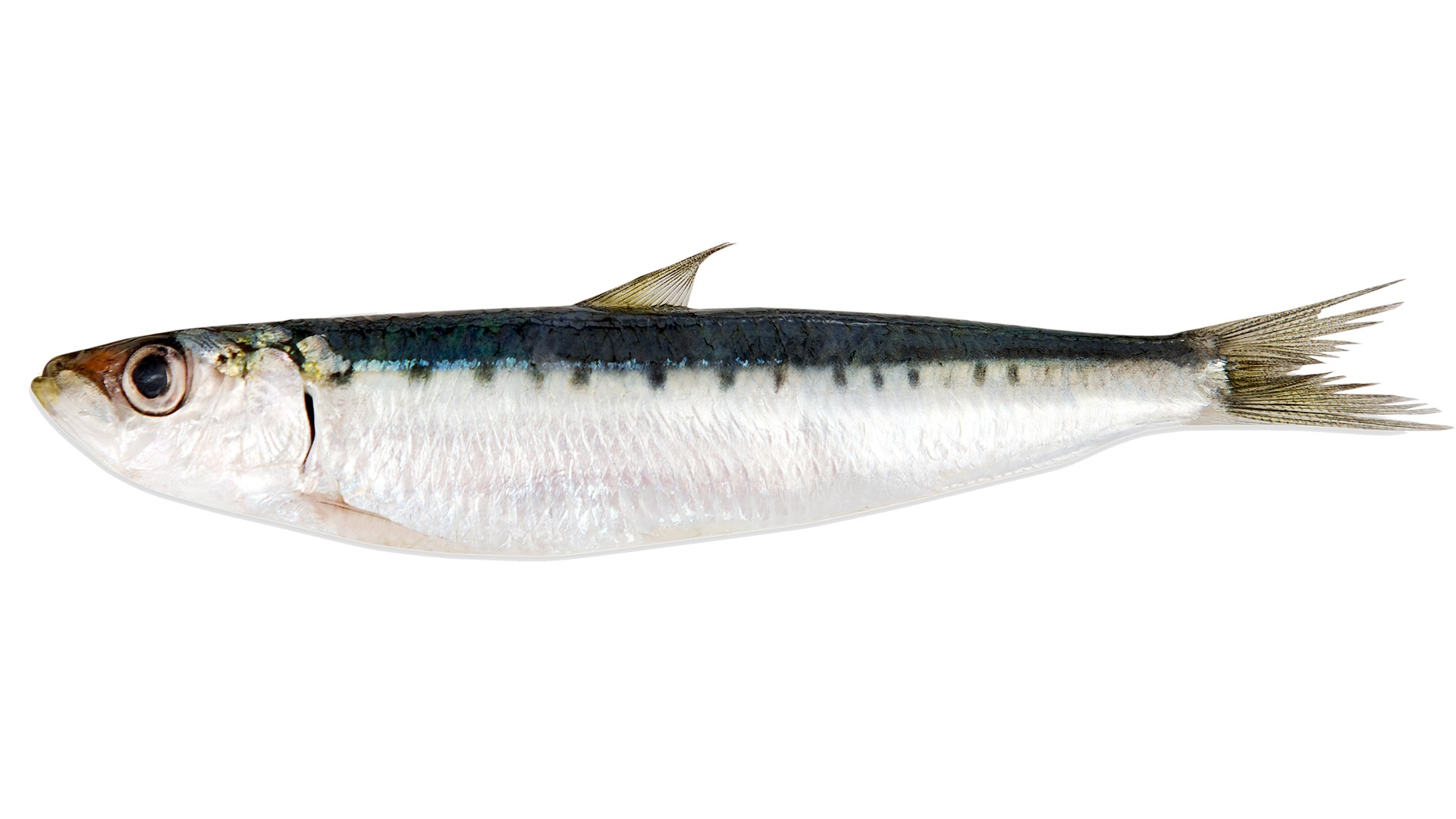 Fenomenologia della sardina